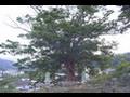 설천면 느티나무 썸네일 이미지