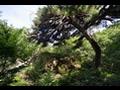 길왕 마을 왕바위와 소나무 썸네일 이미지