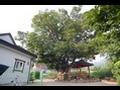 두문 마을 느티나무 썸네일 이미지