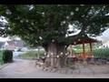 두문 마을 느티나무 썸네일 이미지